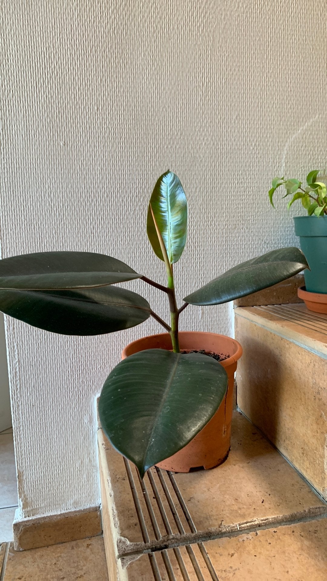 Ficus elastica of rubberboom, Maison & Meubles, Plantes d'intérieur, Ficus, Plein soleil, Enlèvement