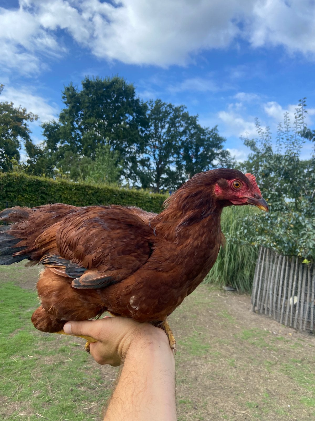 Red island haan, Mâle, Poule ou poulet