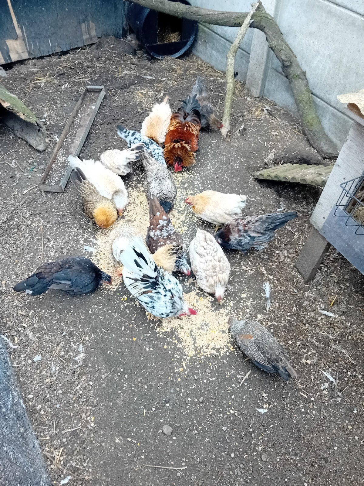 groep Europese serama's te koop, Dieren en Toebehoren, Meerdere dieren, Kip