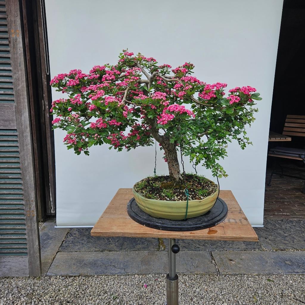 Bonsai meidoorn ROOD, Tuin en Terras, Ophalen