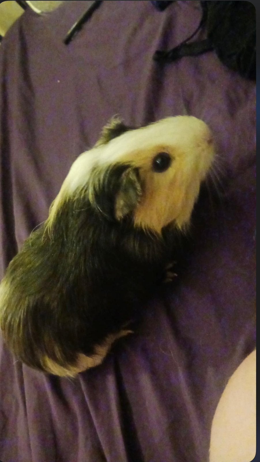 3 cavia’s en kooi, Dieren en Toebehoren, Cavia, Mannelijk, Januari, Tam