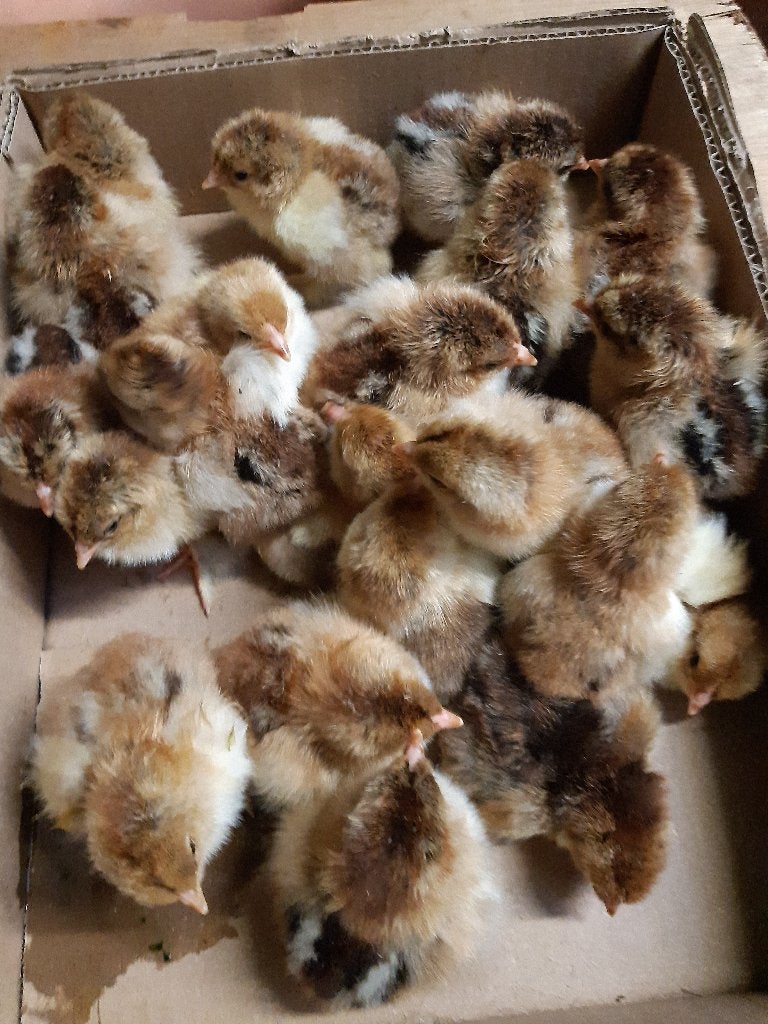 Kuikens Brahma goudpatrijs, Dieren en Toebehoren, Pluimvee