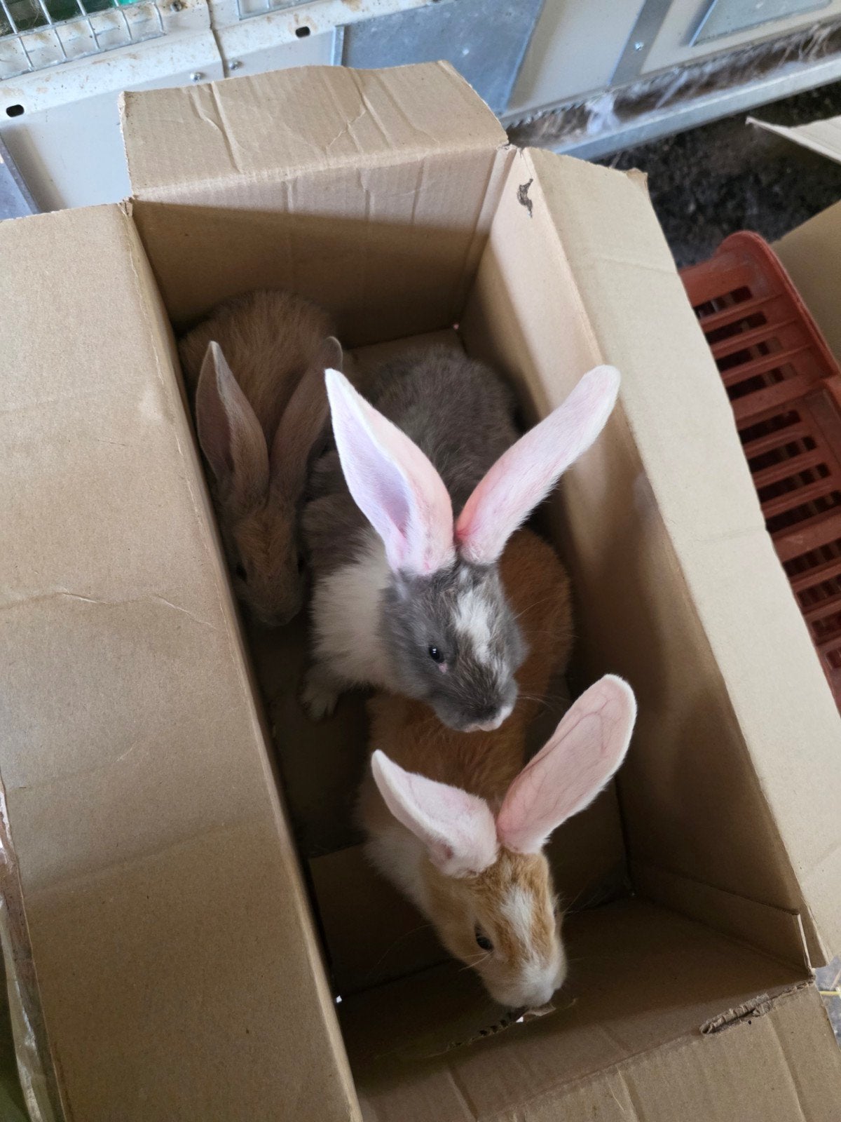Duitse reuzen, Animaux & Accessoires, Lapins