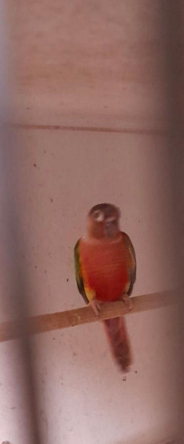 Pyrrhura opaline rouge lutino, Dieren en Toebehoren, Mannelijk