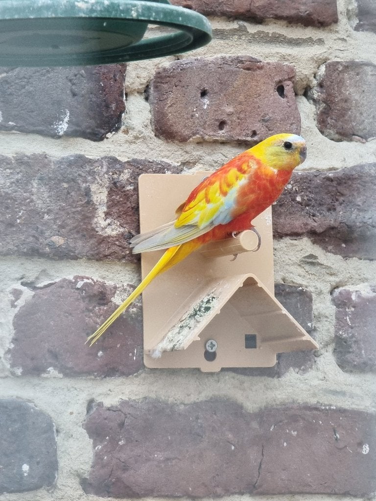 Tourquoisines Rode buik te koop, Plusieurs animaux, Perruche