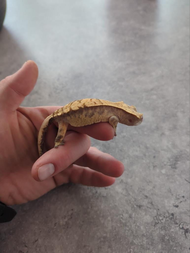 Wimpergekko