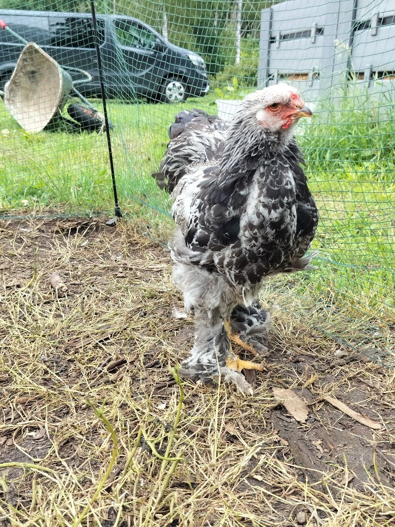 Zilverpatrijs Brahma haan, Dieren en Toebehoren, Pluimvee