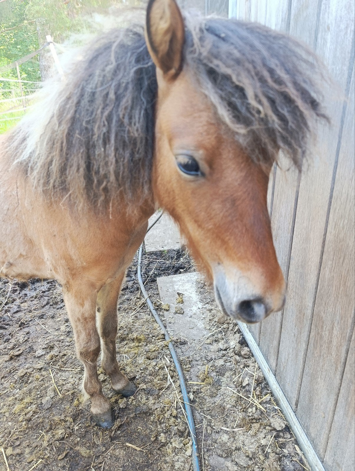Shetland merrie veulen en hengst, Étalon, Poney A (jusqu'à 1.17 m), Avec pedigree
