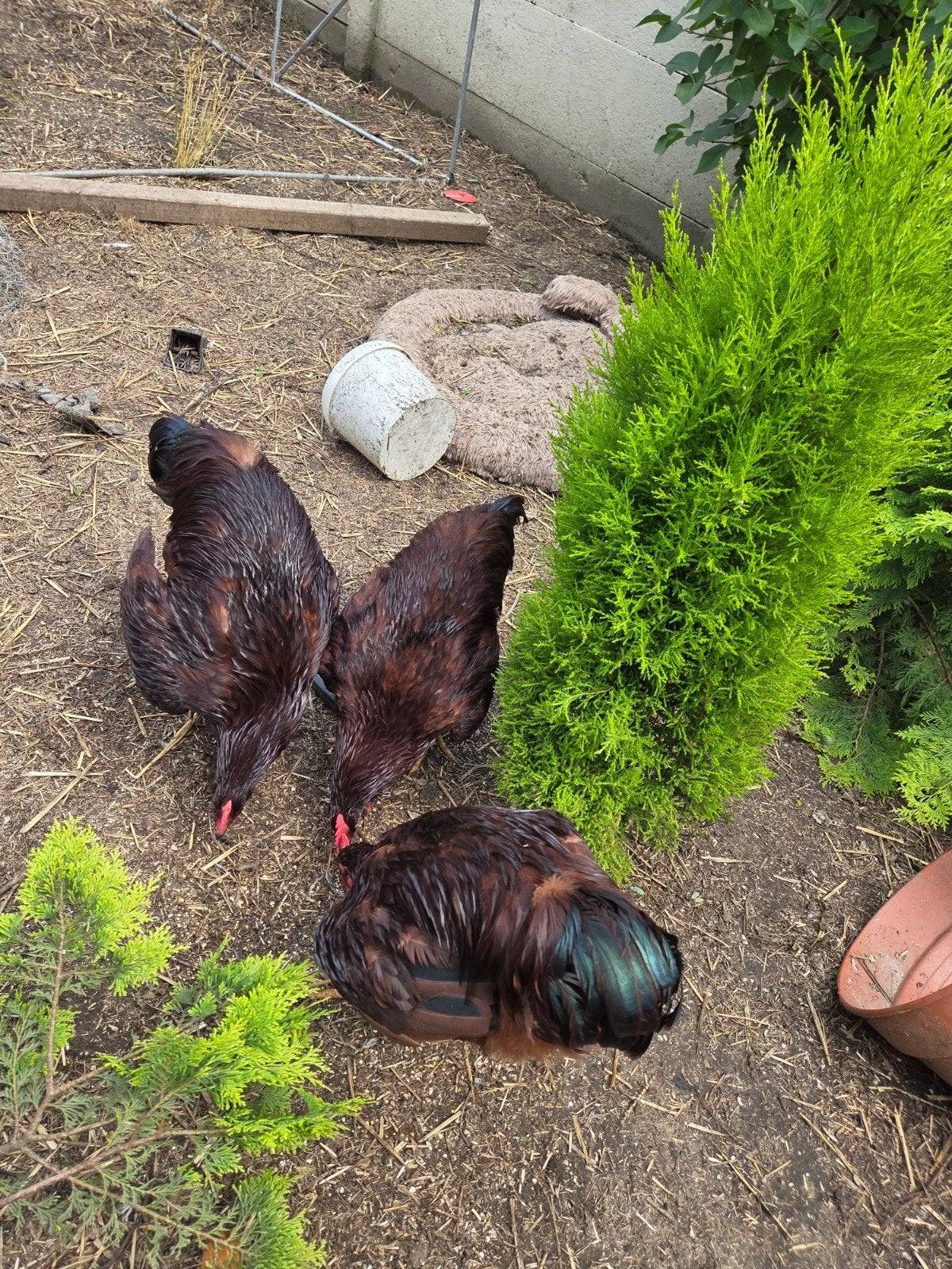 3 coqs rouges du Rhode Island, Mâle, Poule ou poulet