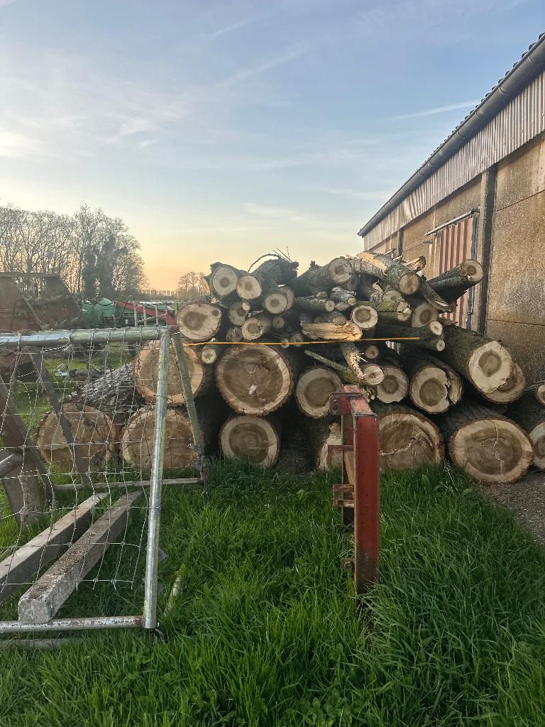 Brandhout populier op stam, Tuin en Terras, Brandhout, 6 m³ of meer, Ophalen, Overige houtsoorten, Stammen