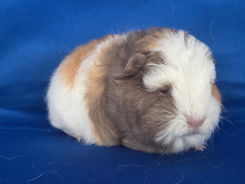 Lieve Ch Teddy zeugjes beschikbaar, Dieren en Toebehoren, Knaagdieren, Cavia, Augustus, Vrouwelijk, Tam
