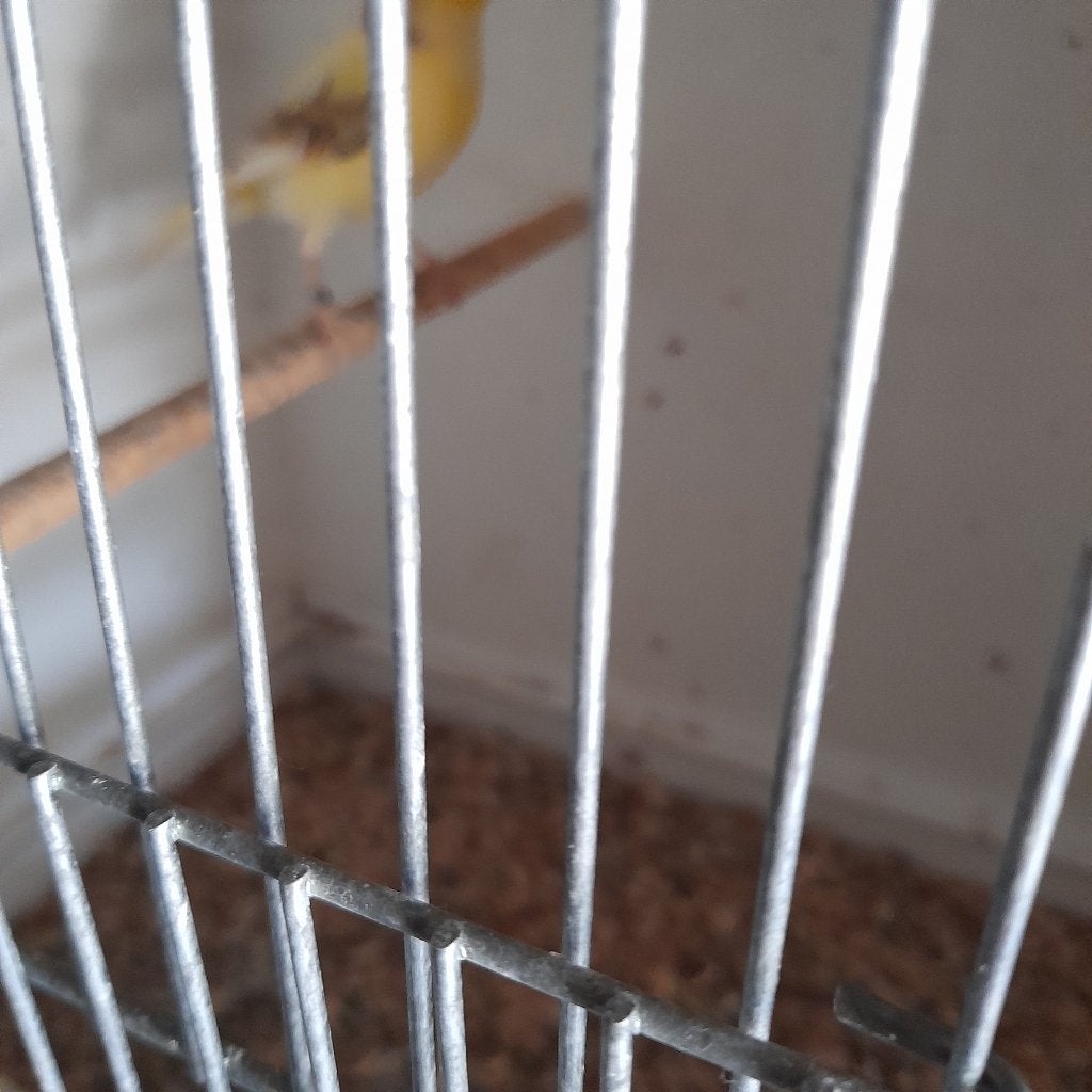 kanarie  pop, Dieren en Toebehoren, Vogels | Kanaries, Kleurkanarie