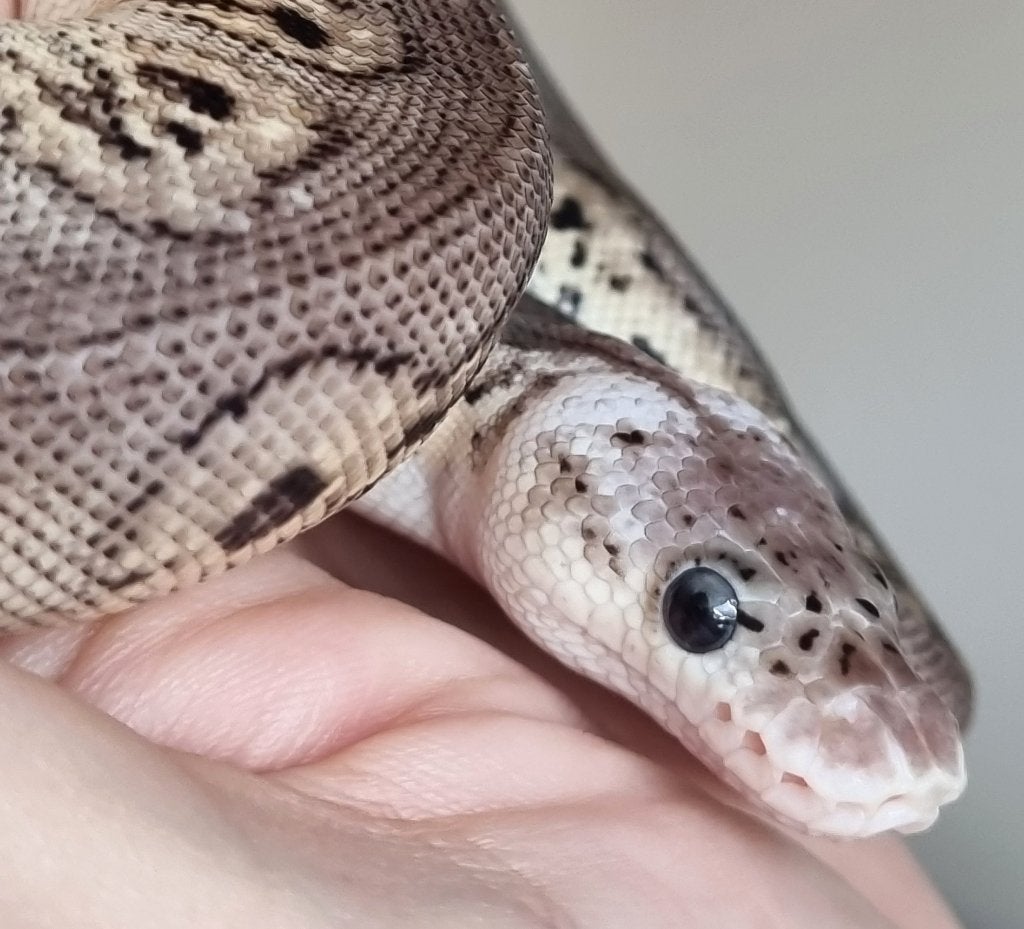 0.1 black pewter spotnose clown koningspython Ball Python photo 3