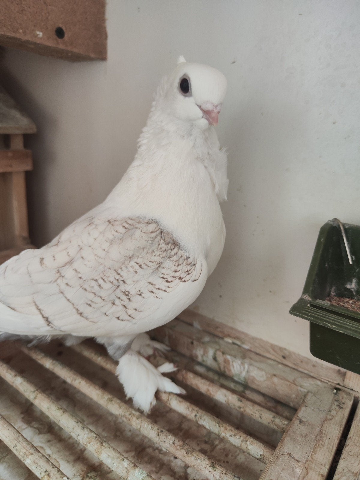 Pigeons satinés 2026, Enlèvement