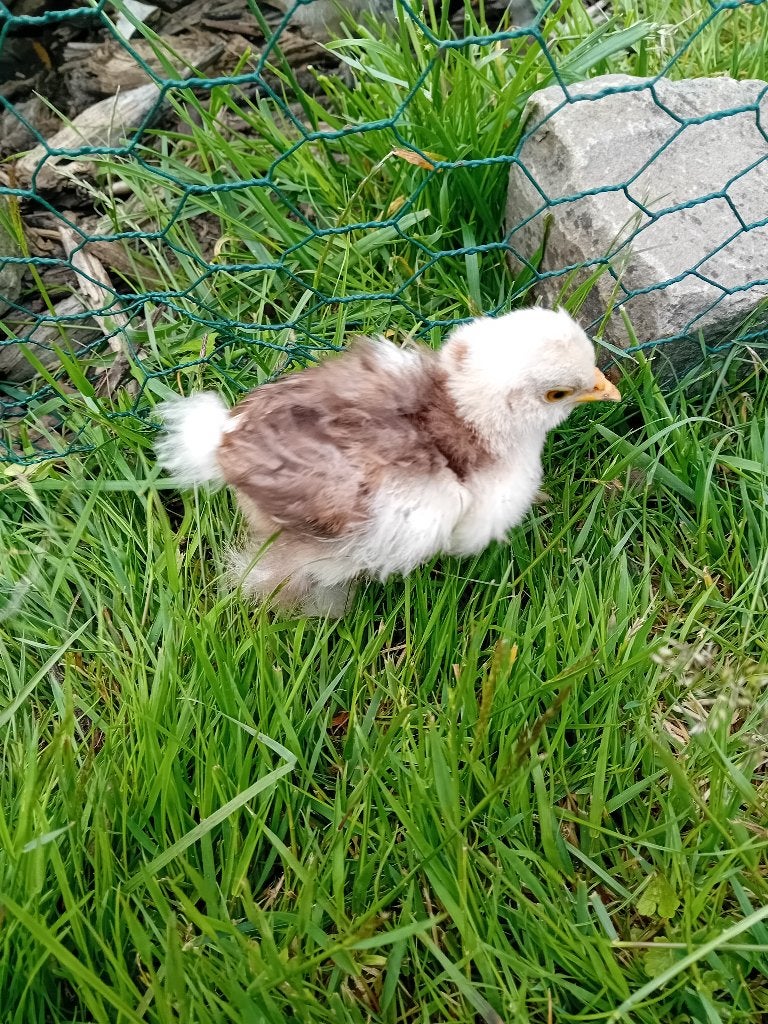 Choco mottled zijdehoen haan, Dieren en Toebehoren, Mannelijk, Kip