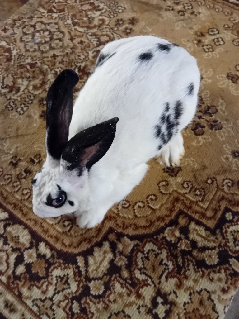 BÉLIERS MÛRS OU LAPINS À VIANDE, Mâle, Taille moyenne, 0 à 2 ans