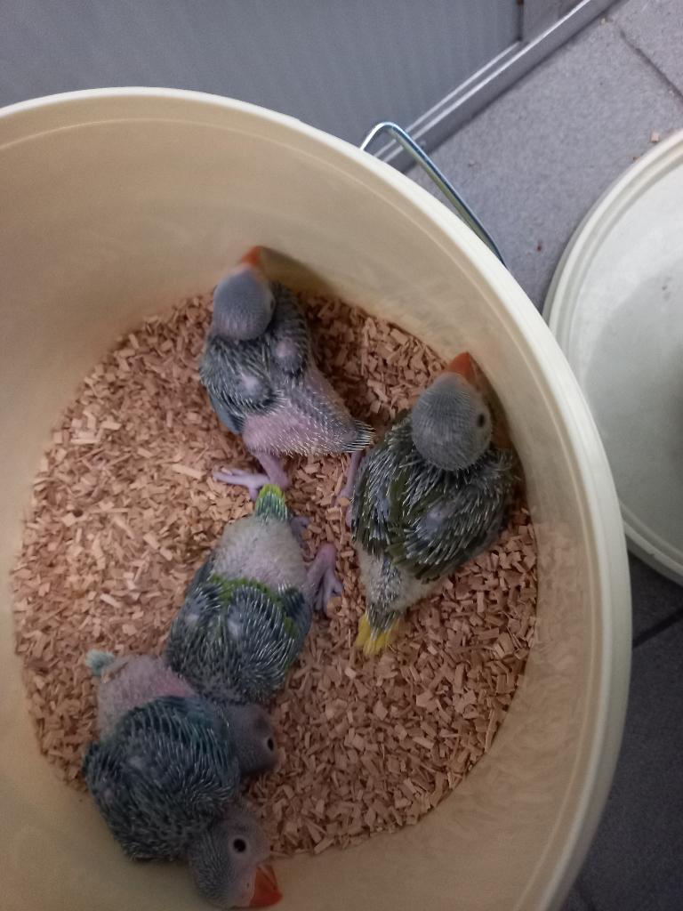 Halsbanden uit het nest, Sexe inconnu, Perruche, Bagué