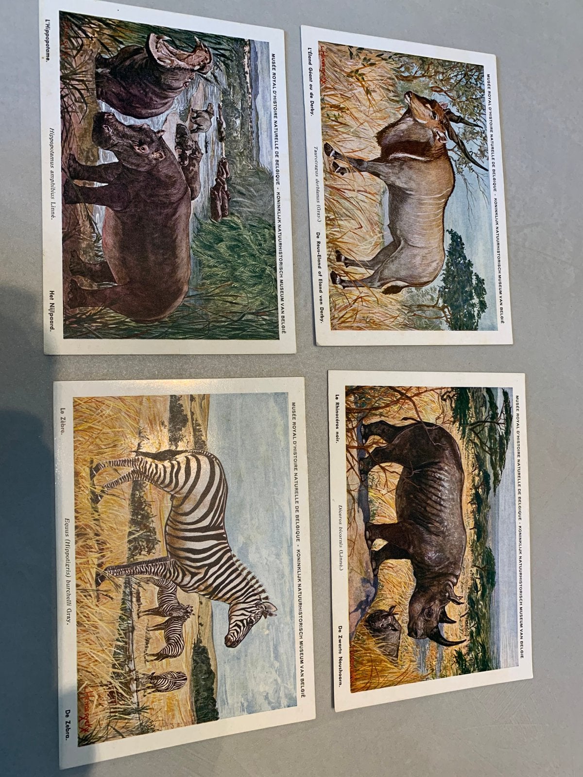 vintage briefkaarten Koninklijk Natuurhistorisch Museum, Verzamelen, Postkaarten | België, Ophalen of Verzenden