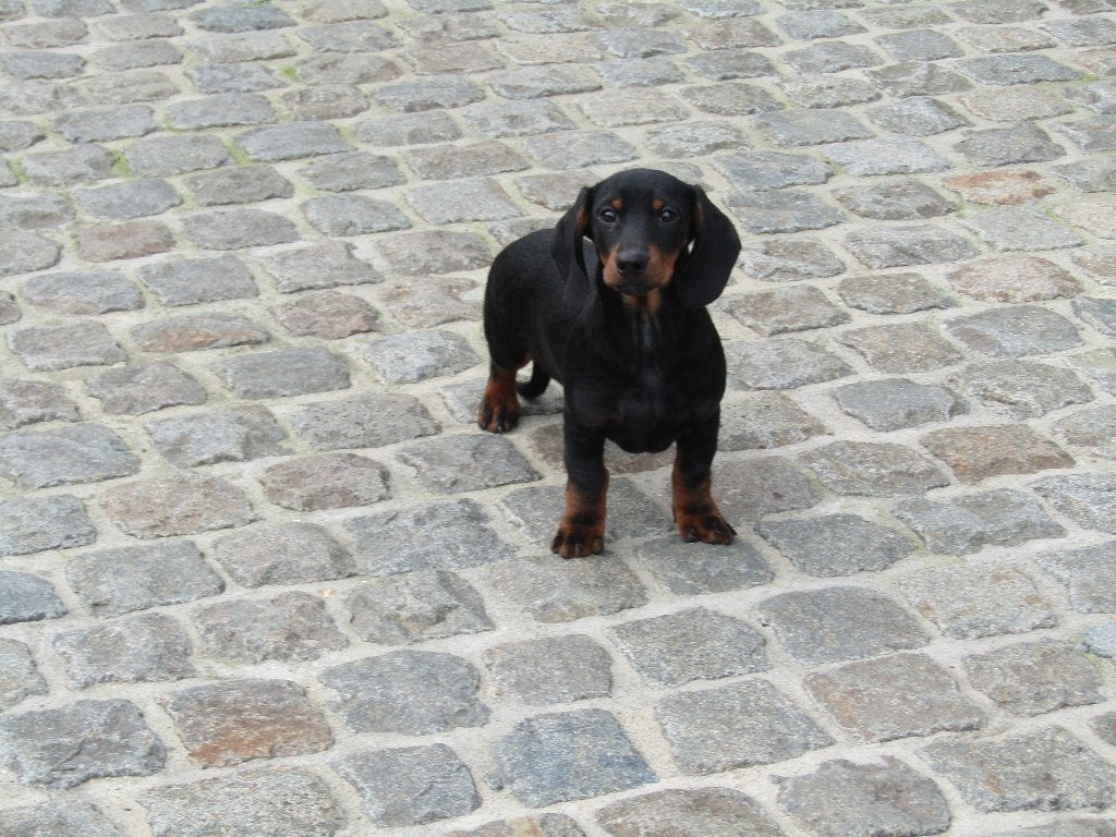 Teckel standaard kortharig black and tan, België, Standaard, Reu, 8 tot 15 weken