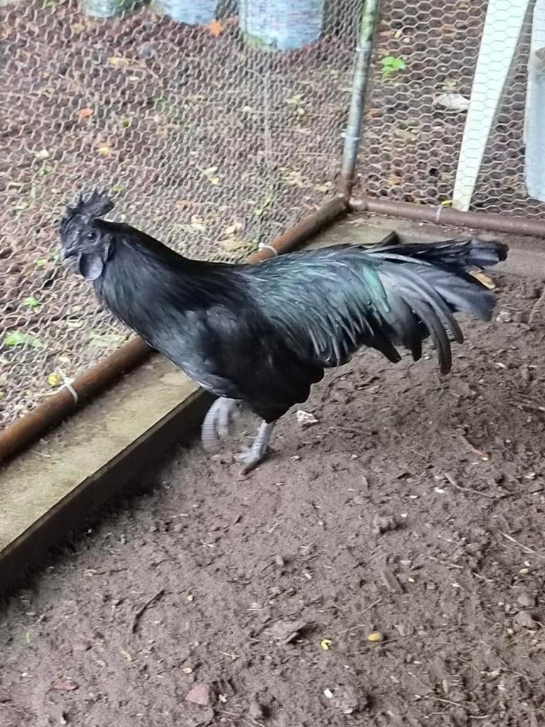 Ayam Cemani Haan, Dieren en Toebehoren, Pluimvee