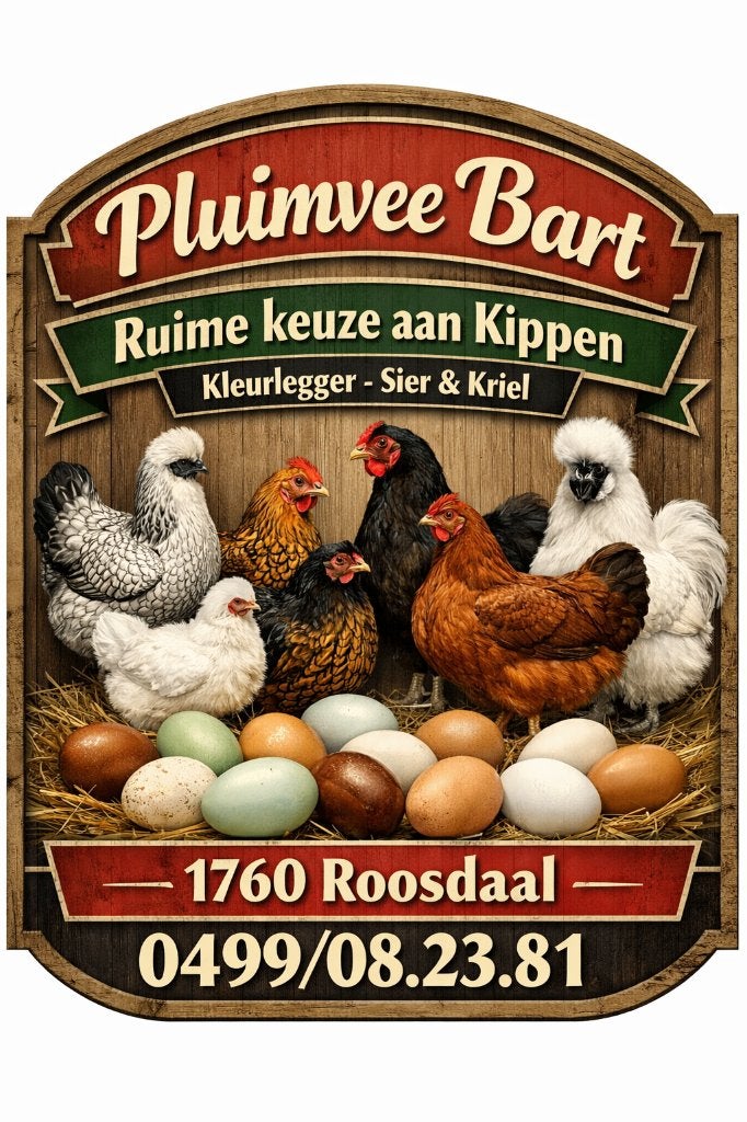 Volaille Bart ,qualiter premier place 0499/082381, Animaux & Accessoires, Femelle, Poule ou poulet