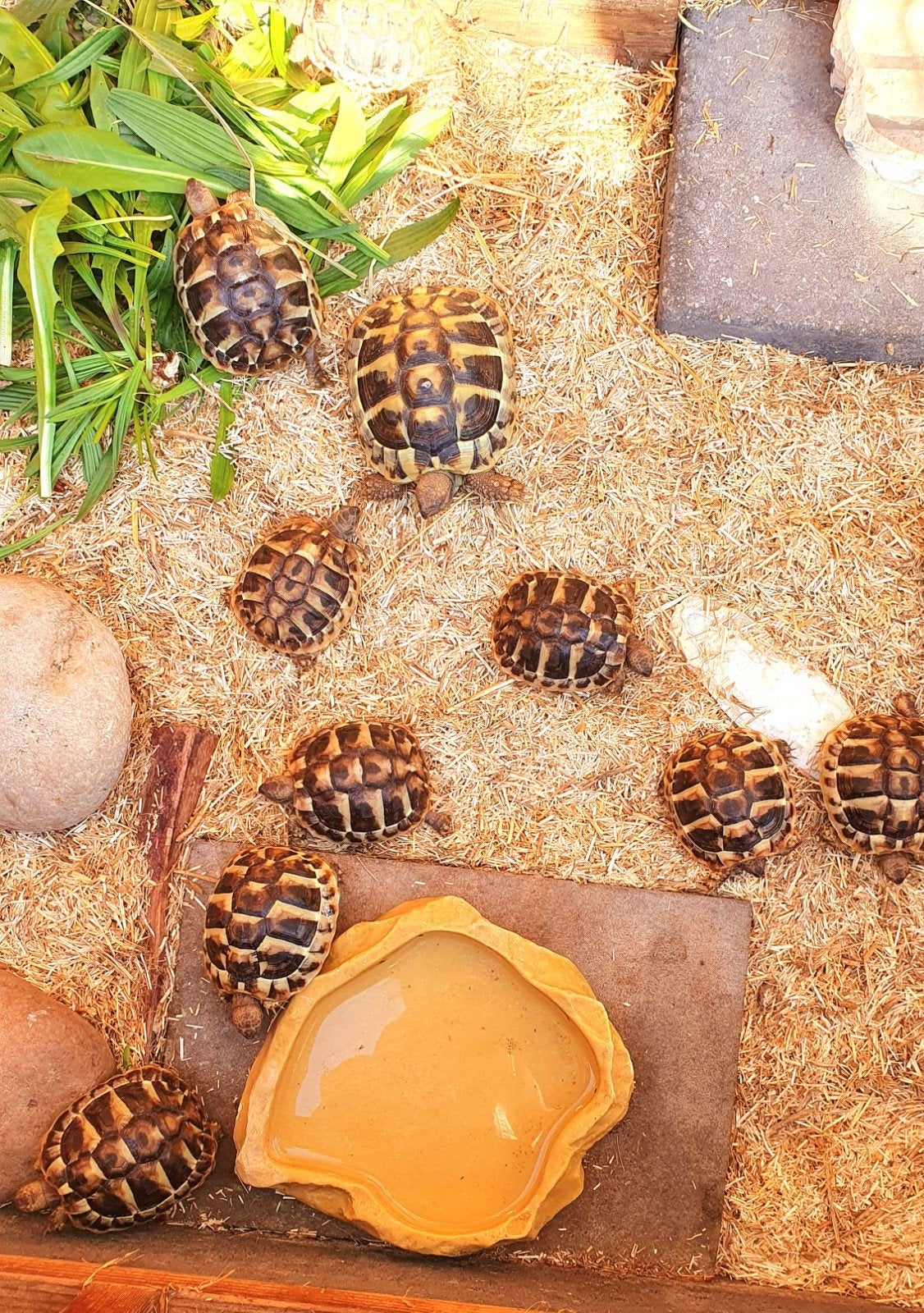Mooie griekse landschildpadden te koop, Dieren en Toebehoren