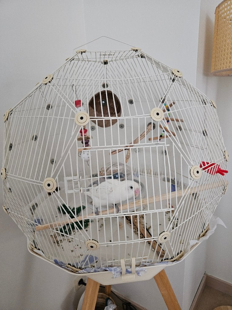Dwergpapegaai tam met kooi, Animaux & Accessoires, Oiseaux | Perruches & Perroquets, Domestique