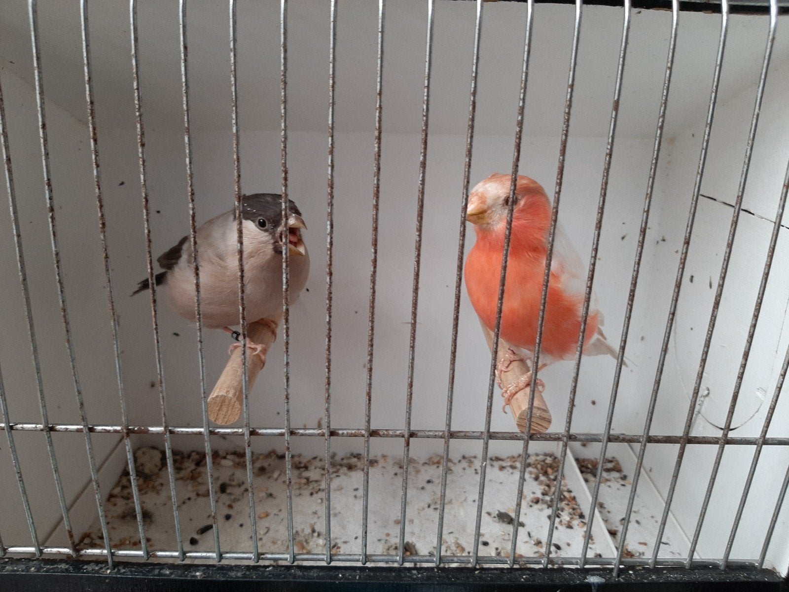 koppel noorse goudvinken, Dieren en Toebehoren, Meerdere dieren, Wildzangvogel, Geringd
