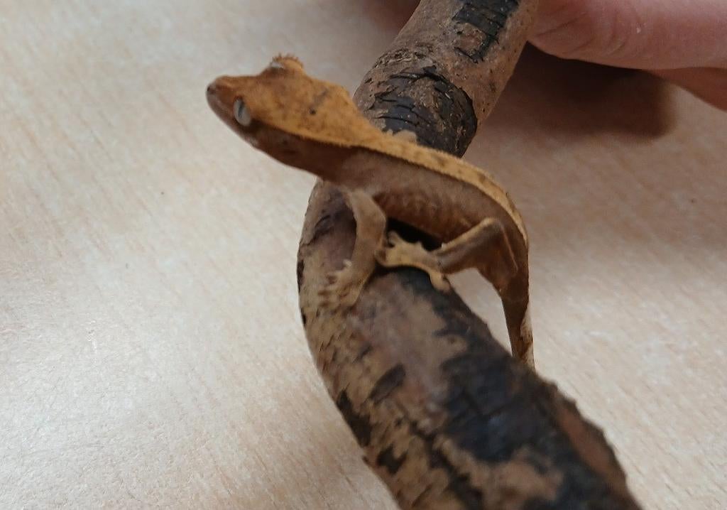 Wimpergekko nakweek 2026
