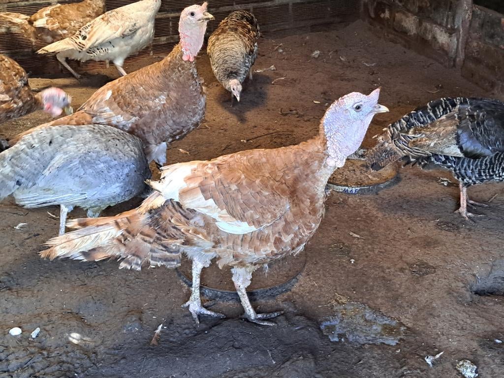 Broedeieren kalkoen, Dieren en Toebehoren, Pluimvee, Meerdere dieren, Kalkoen