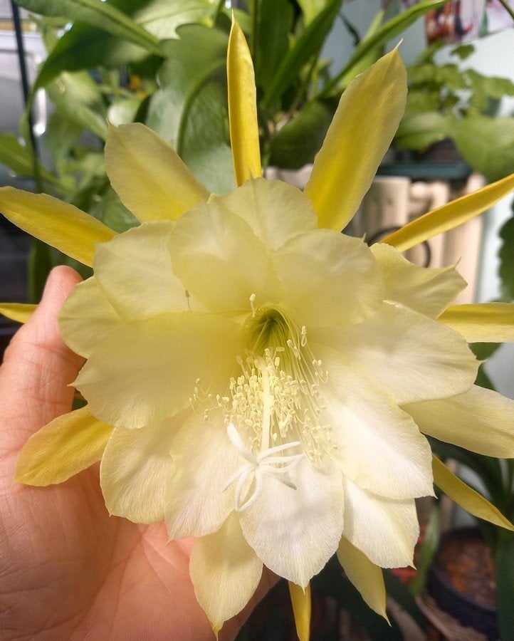 Epiphyllum Oxypetalum, Bloeiende kamerplant, Ophalen of Verzenden, Cactus, Halfschaduw