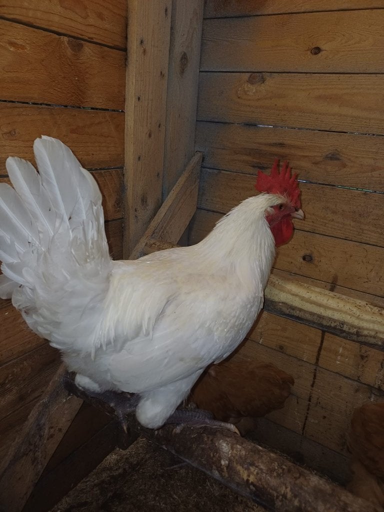 poule de bresse haan, Dieren en Toebehoren, Pluimvee, Mannelijk, Kip