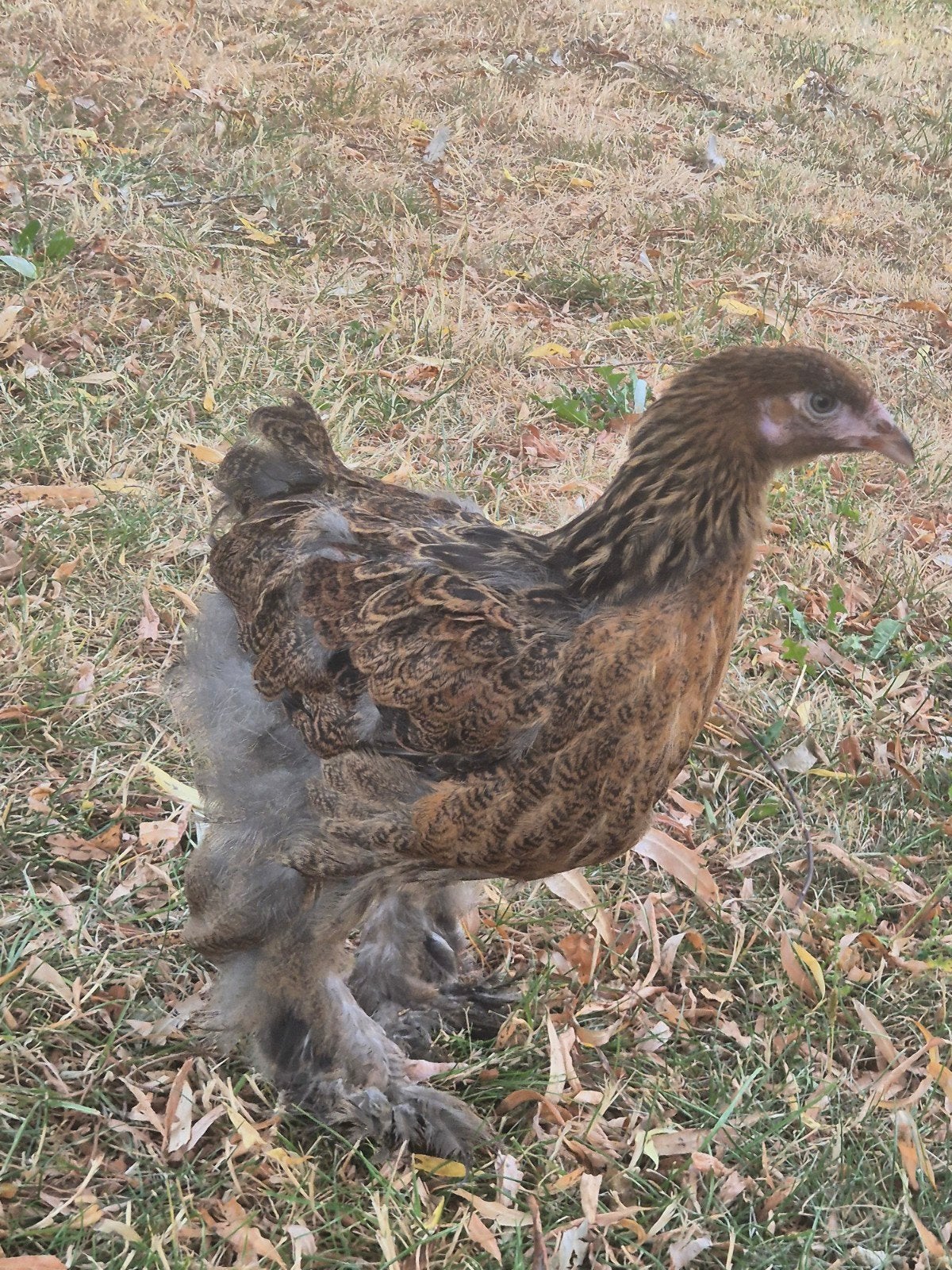 brahma hen, Vrouwelijk, Kip