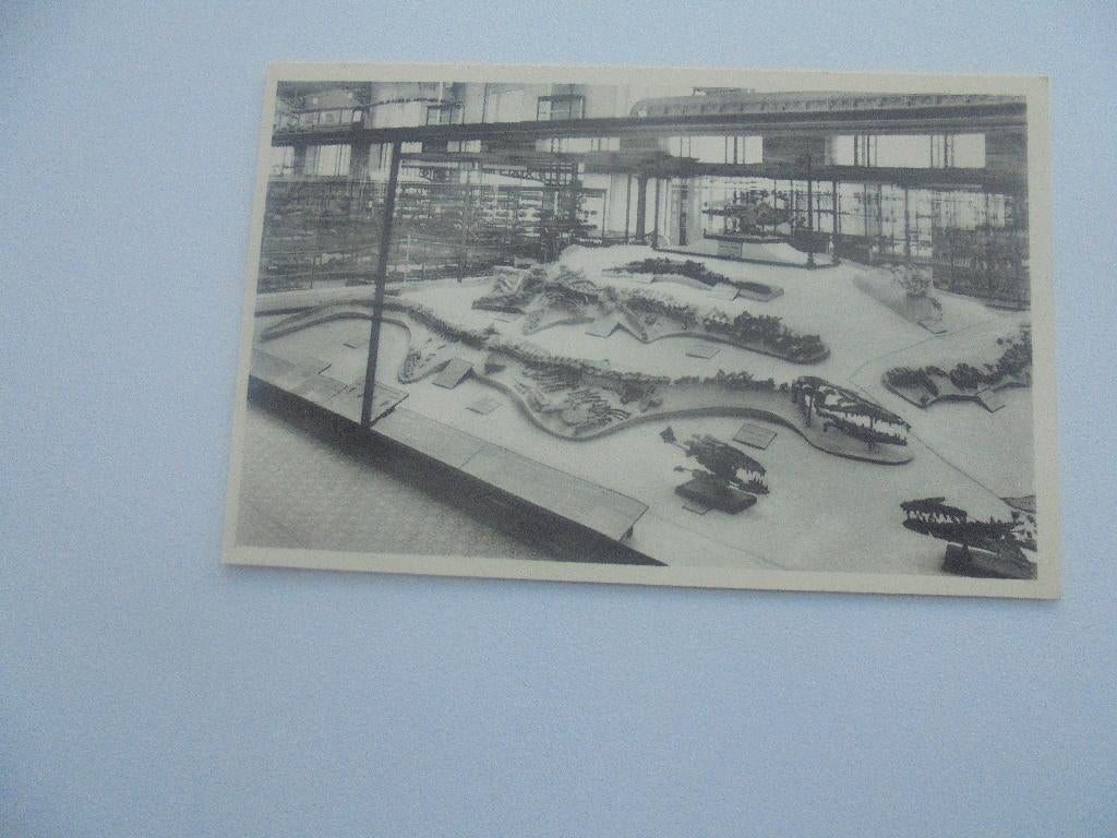 brussel historisch  museum-geraamte van mosasaurus, Verzenden, 1940 tot 1960, Ongelopen, Overige thema's