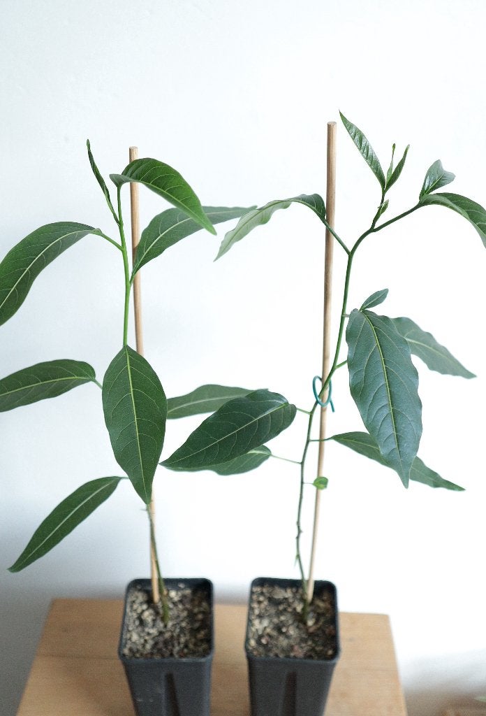 Adansonia grandidieri - Madagascar reuzebaobab, Ophalen, Minder dan 100 cm, Bonsai, Volle zon