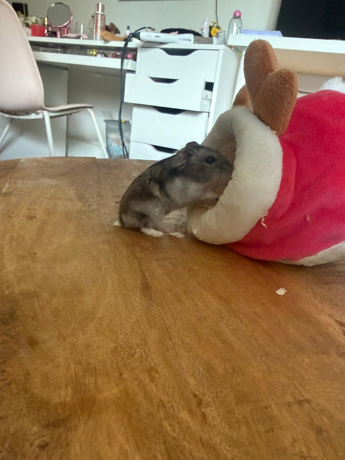 Russiche dwerghamster mannetje, Dieren en Toebehoren, Hamster, Mannelijk, Mei, Tam