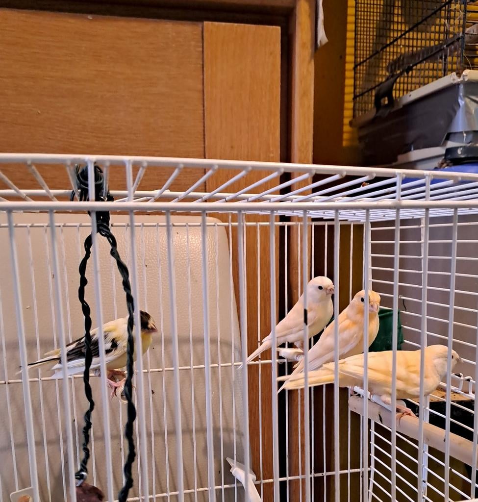 4 jonge kanarie van dit jaar.geslacht onbekend.prijs is vr 1, Dieren en Toebehoren, Vogels | Kanaries, Kleurkanarie, Geslacht onbekend