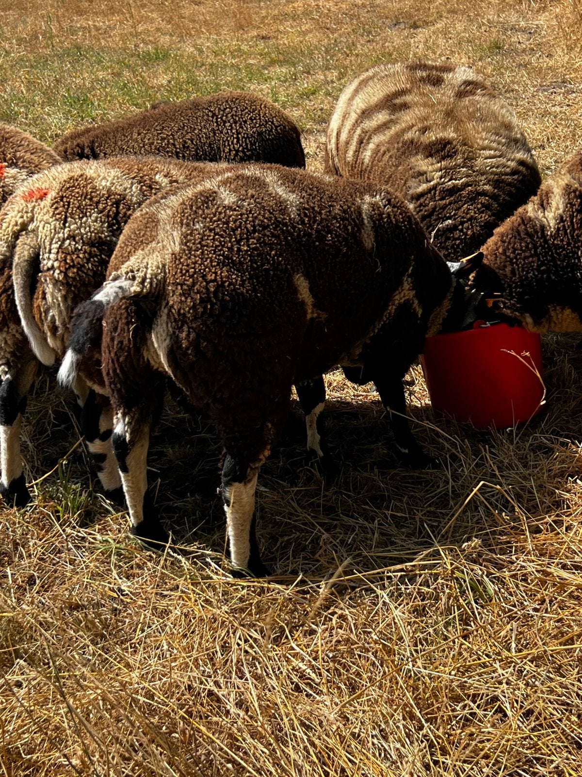 Baggerbonte dekbok 04/03/2026. 50kg, Dieren en Toebehoren, Schapen, Geiten en Varkens, Mannelijk, Schaap, 0 tot 2 jaar