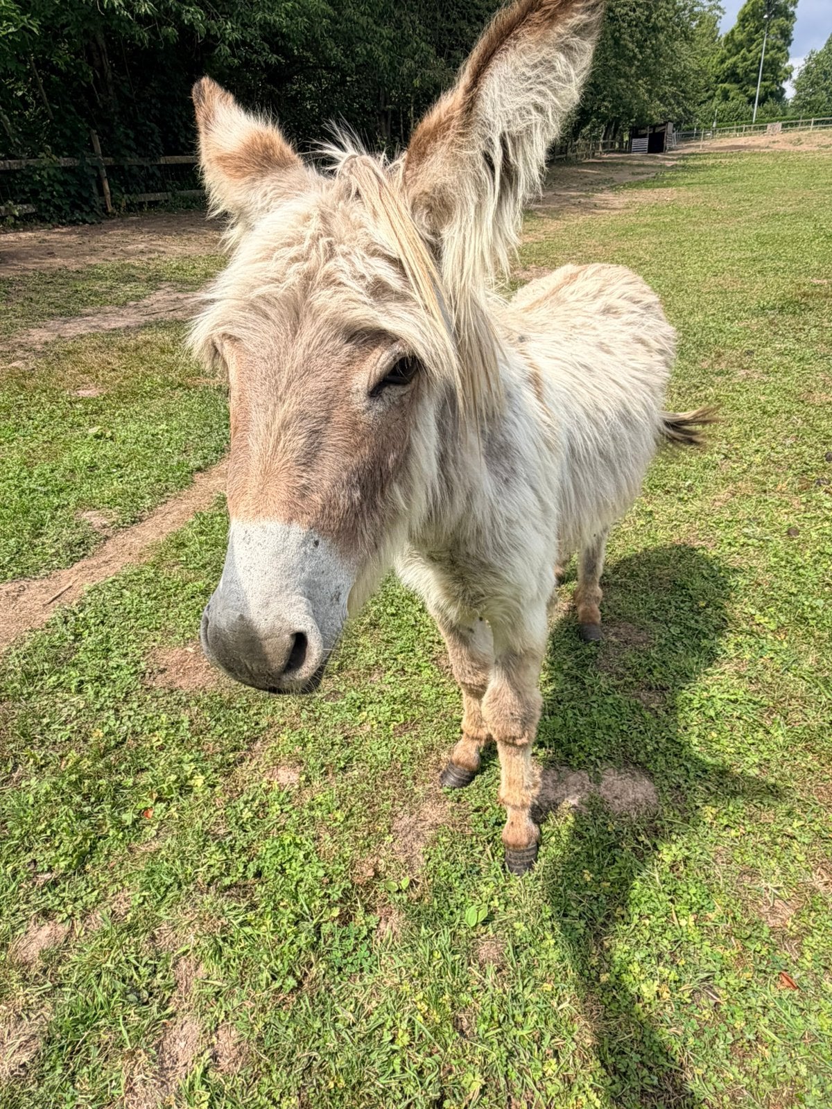 Ezelhengst, Animaux & Accessoires, Novembre, Mâle