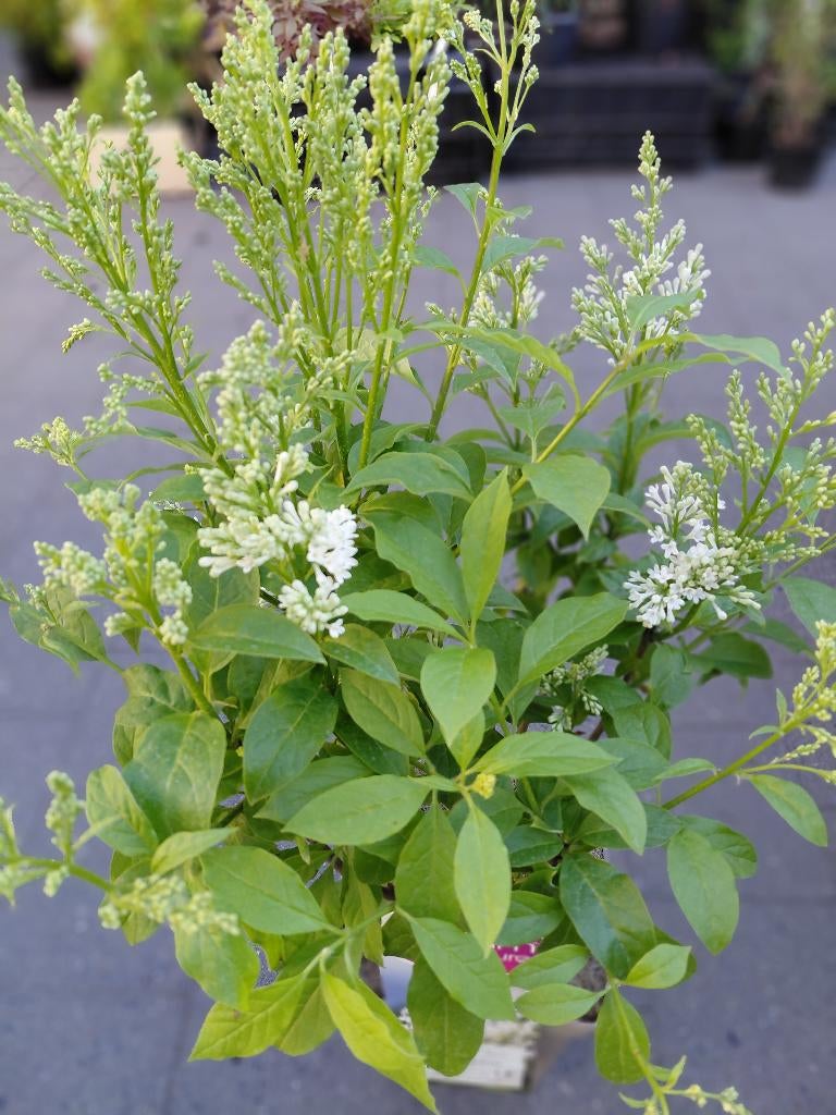 Syringa, Enlèvement