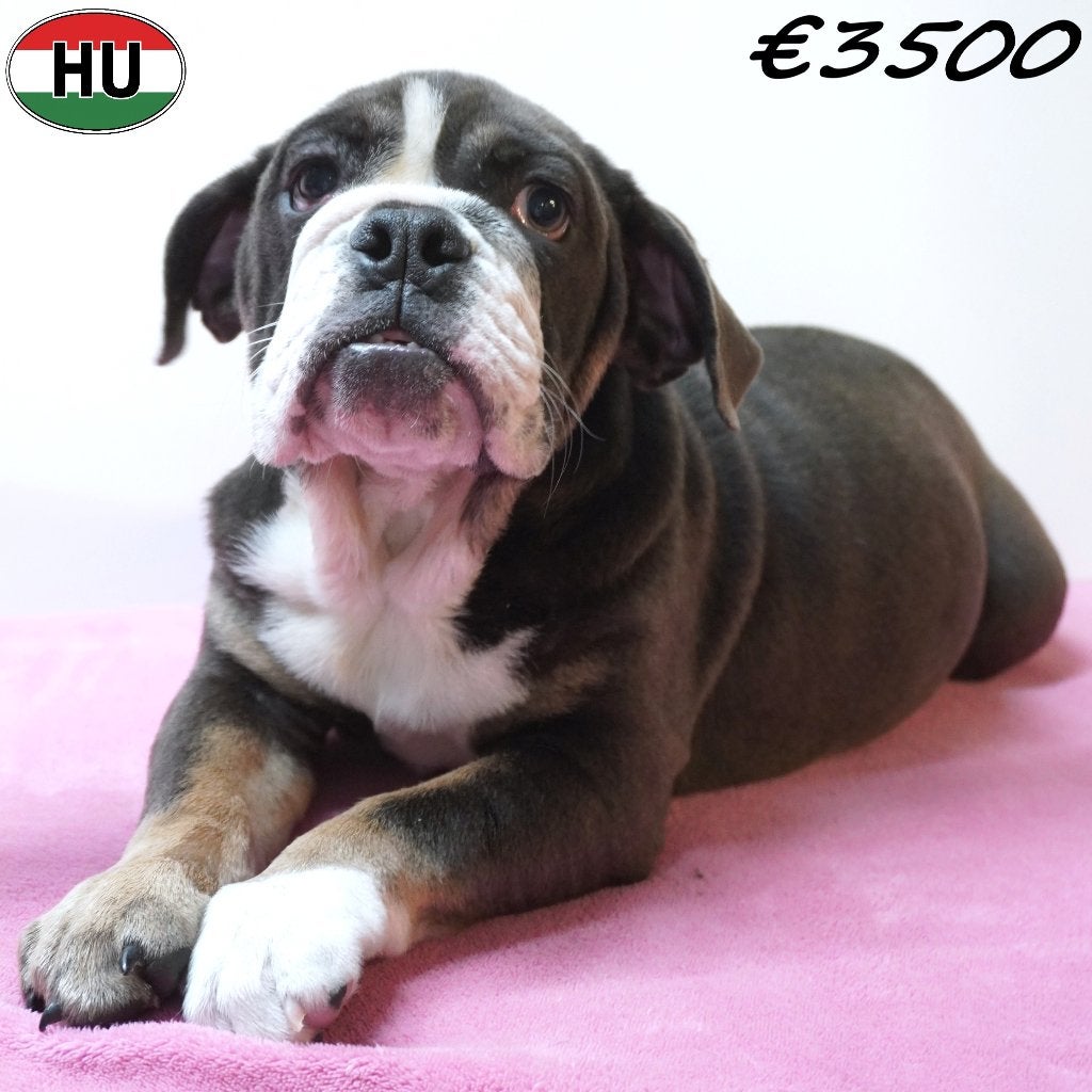 Engelse Bulldog - pups te koop, Dieren en Toebehoren, 15 weken tot 1 jaar, Handelaar, Buitenland, CDV (hondenziekte)