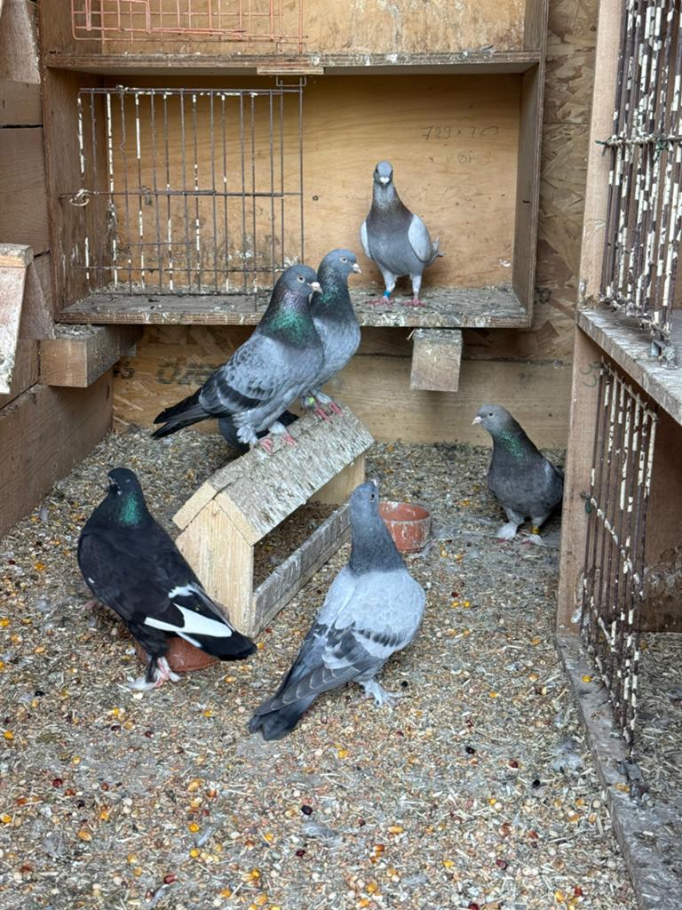 takla/tuimelaar duiven, Dieren en Toebehoren, Vogels | Duiven