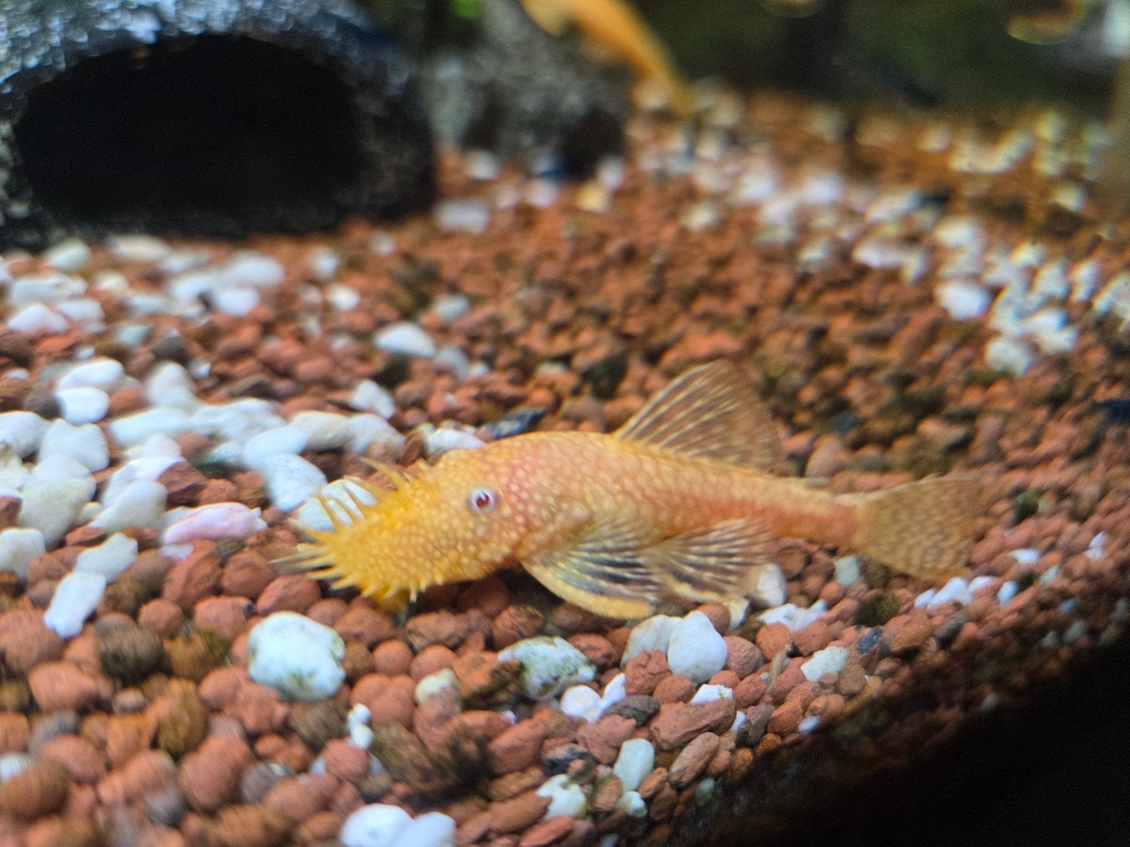 ancistrus goud/oranje