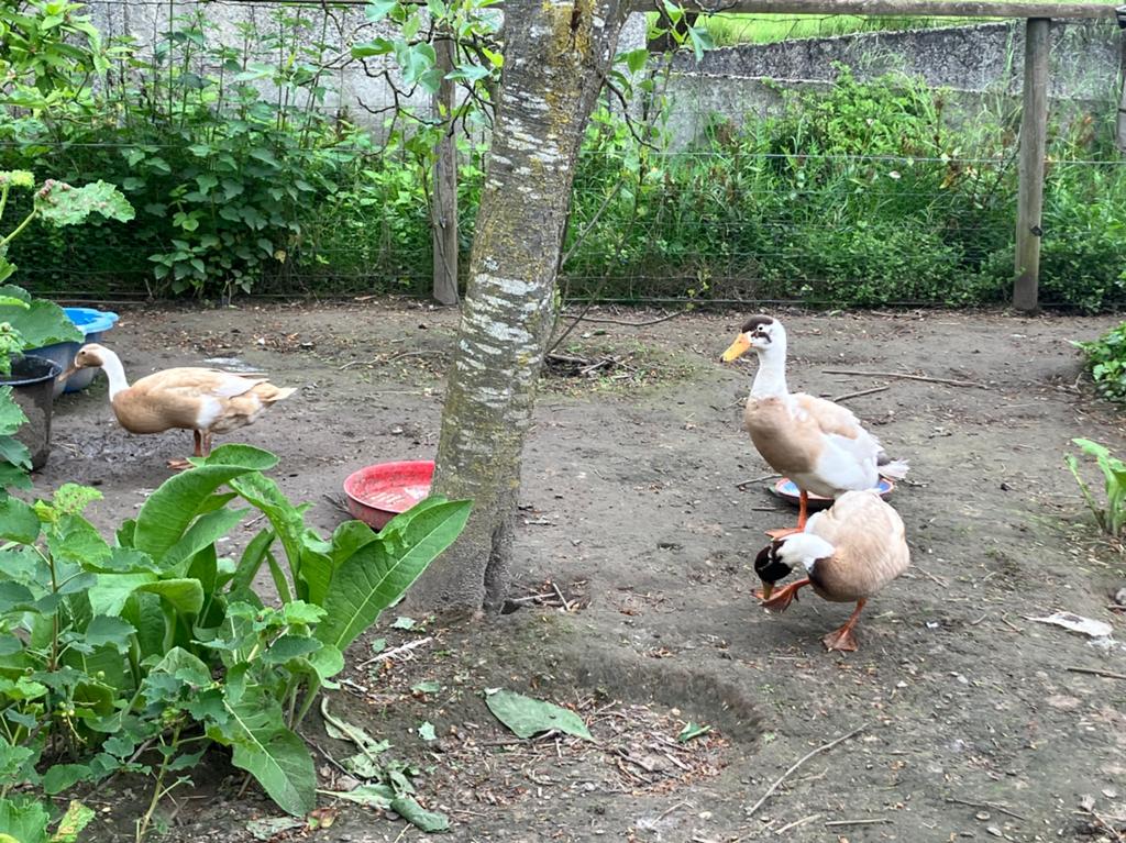 Loopeend, Dieren en Toebehoren