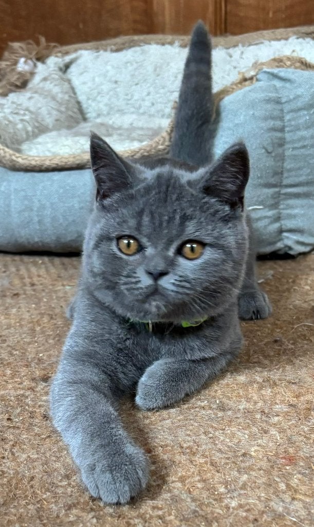 Prachtige britse korthaarkitten, Meerdere dieren, Gechipt, 0 tot 2 jaar