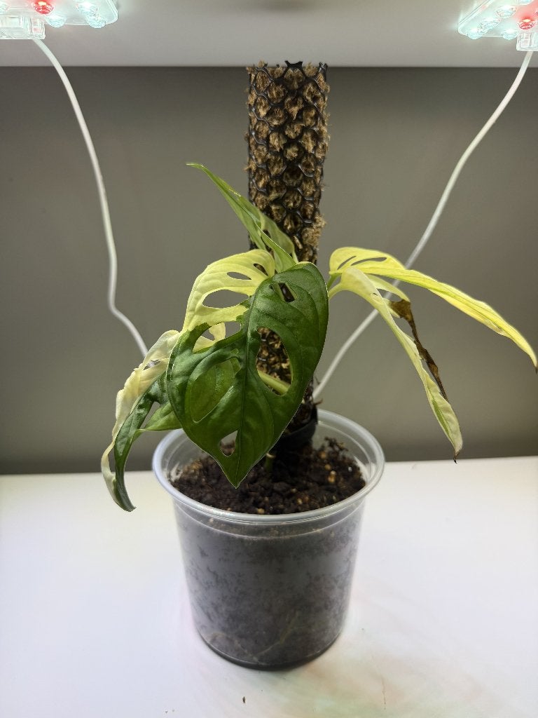 Monstera adansonii variegata - René #4, Huis en Inrichting, Kamerplanten, Ophalen, Overige soorten, Halfschaduw, Minder dan 100 cm