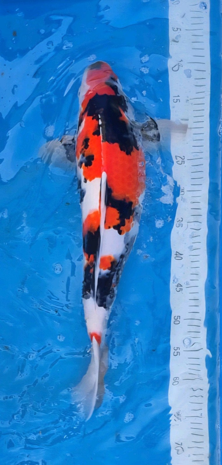 HQ Japanse Koi Showa (Isa) 52-55cm Vrouw + Certificaat, Dieren en Toebehoren