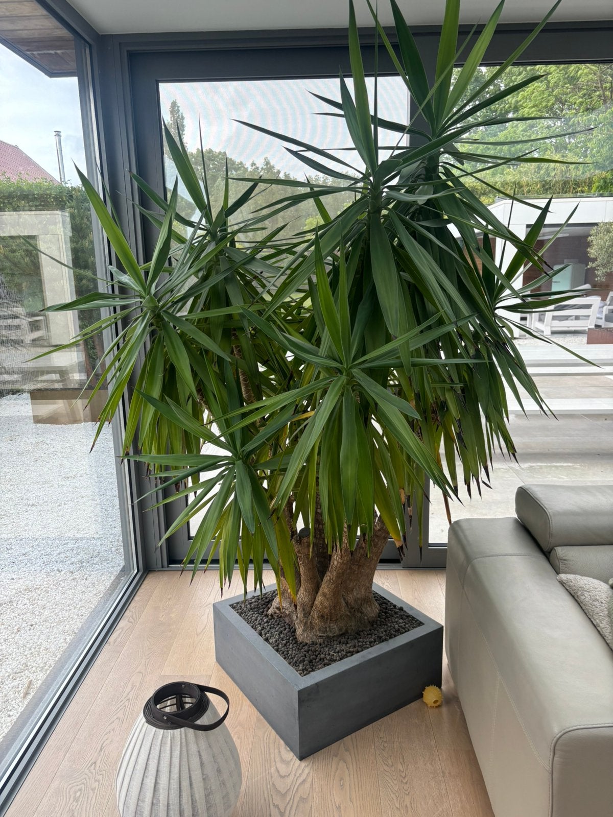 Yucca, Tuin en Terras, Ophalen, In pot, 100 tot 250 cm