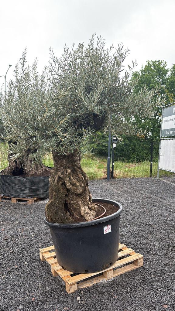 Olijfboom Bonsai, Tuin en Terras, Planten | Bomen, Lente, 100 tot 250 cm, Olijfboom, Ophalen
