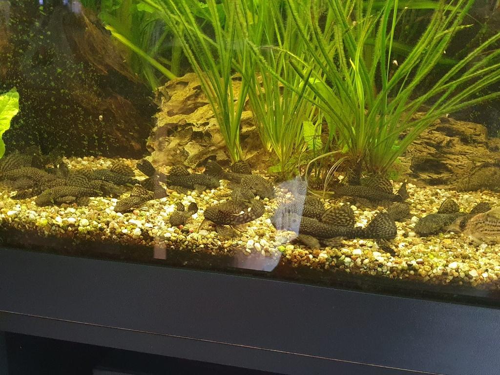 Algeneter, pleco, ancistrussen, antennemeerval ... GRATIS, Dieren en Toebehoren, Ophalen, Nieuw